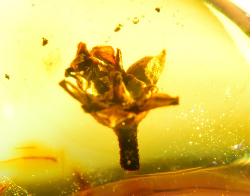 Blume dominikanischem - blume, in