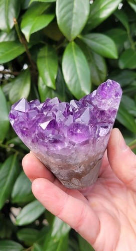 Amethyst blume - ,